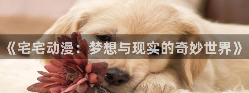 age动漫网页版入口：《宅宅动漫：梦想与现实的奇妙世界》